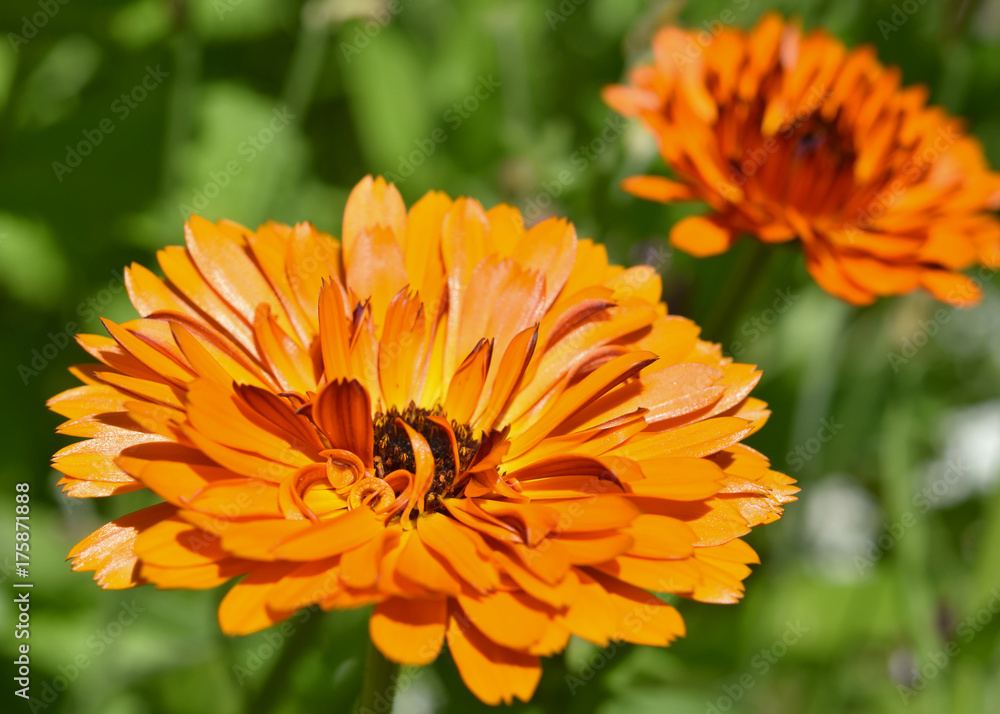 Ringelblumen im Garten blühend - Calendula officinalis, orange Blüten Ringelblumen im Garten blühend - Calendula officinalis, orange Blüten