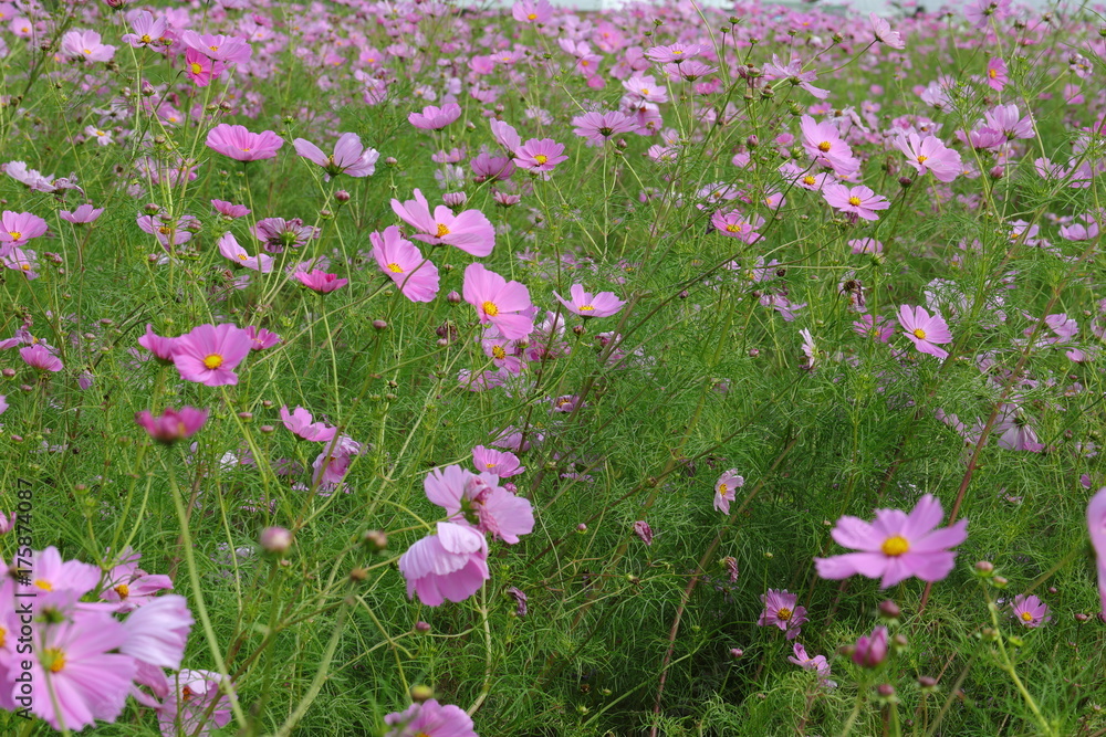 Cosmos field Cosmos field