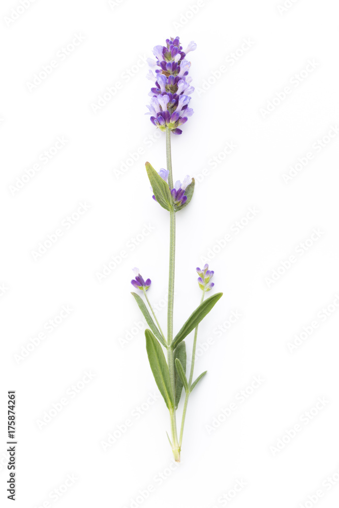 Obraz premium Lavender flowers.