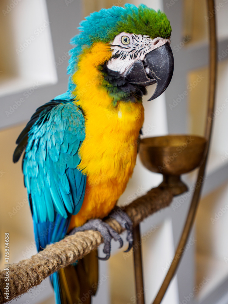 Obraz premium Wide angle close-up of the side of a Blue-and-yellow macaw perched on an iron cage, with white urban background. Vertical orientation. Hua Hin, Thailand. Travel and animals concept.