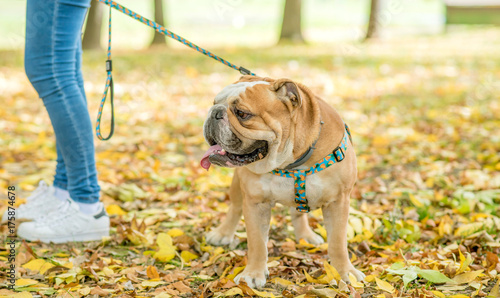 Portrait of beautiful English bulldog on leash