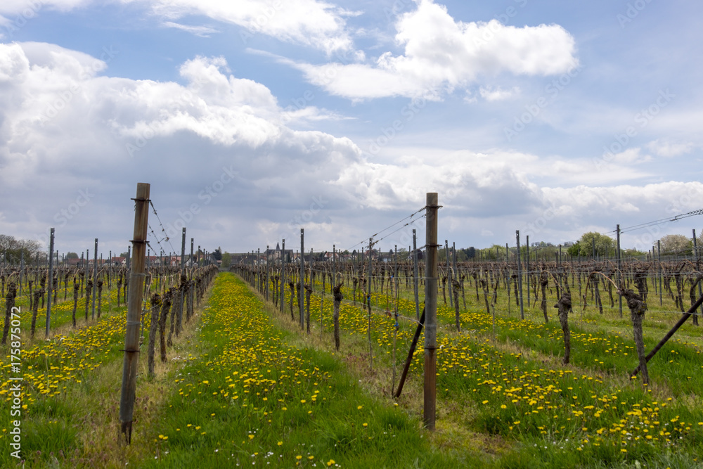 Obraz premium Frühling im Weinberg