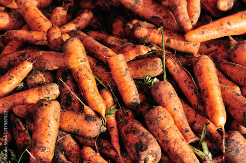 fresh carrots selling at vegetable market