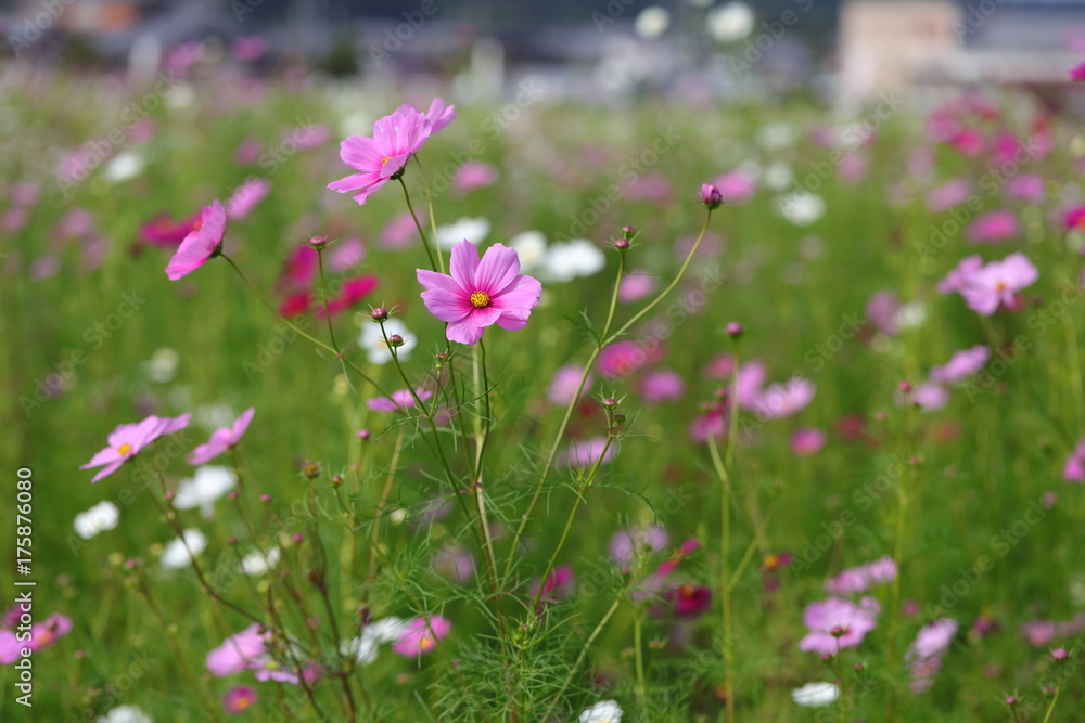 Cosmos field