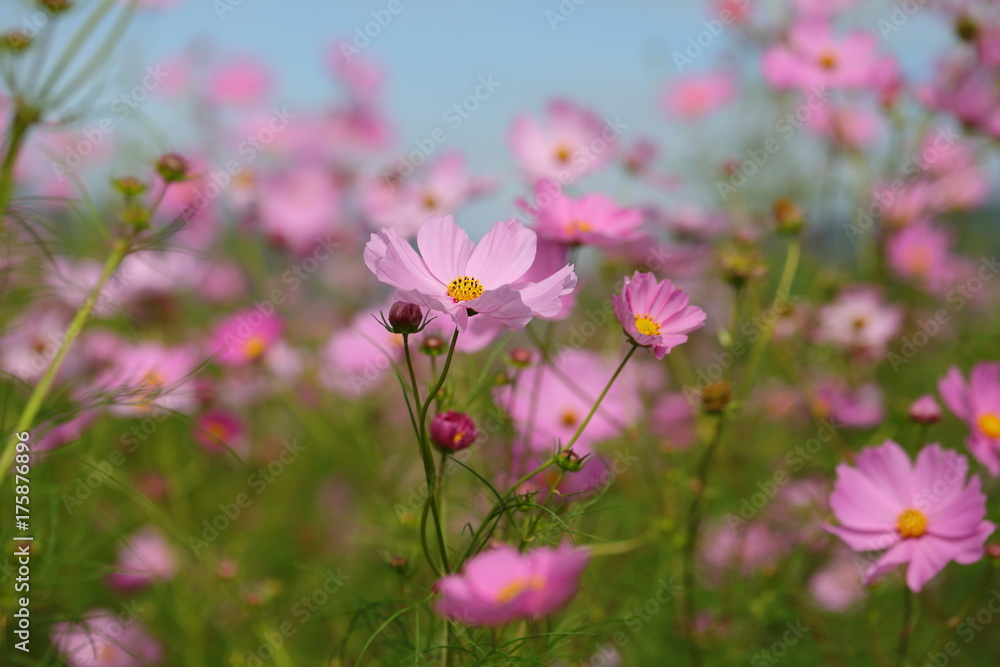 Cosmos field