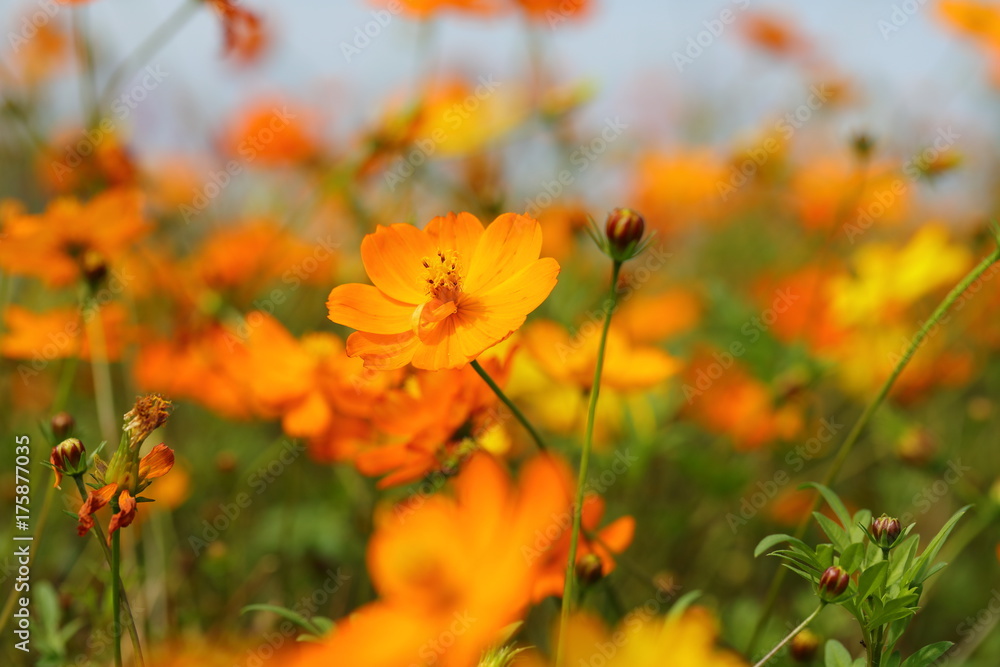 Cosmos field Cosmos field