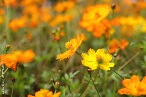 Cosmos field