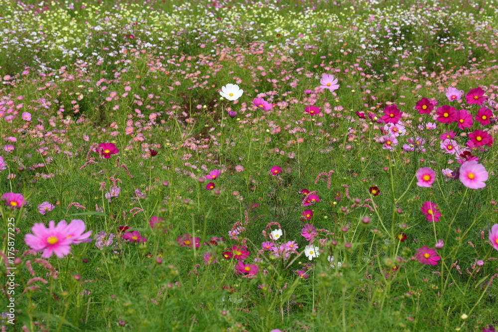 Cosmos field