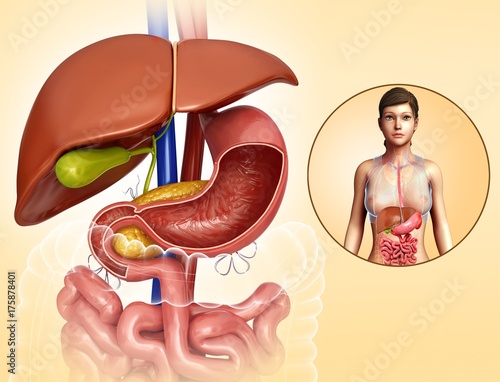 Female liver and stomach anatomy, illustration