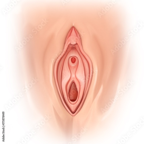 Female genitals, illustration