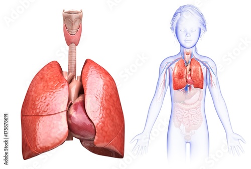 Illustration of girl's heart and lungs against a white background photo
