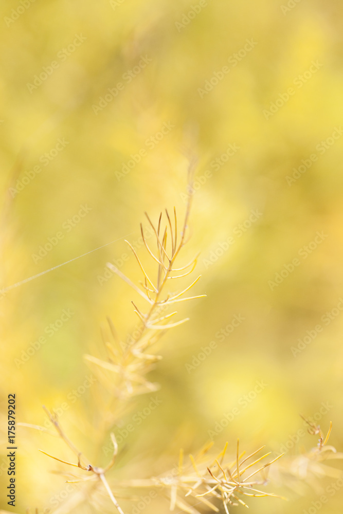 Obraz premium Dried asparagus plant