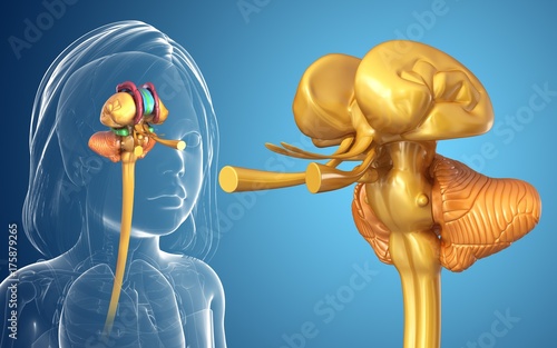 Illustration of child's brain structure photo