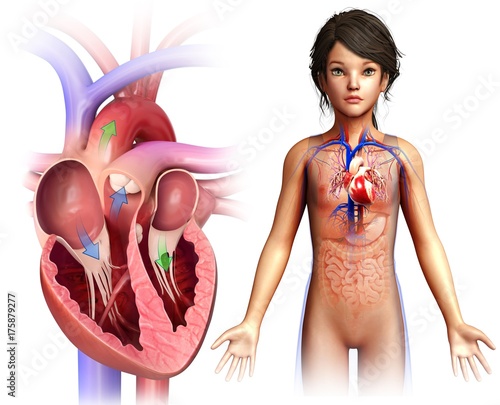 Illustration of girl's heart against a white background photo