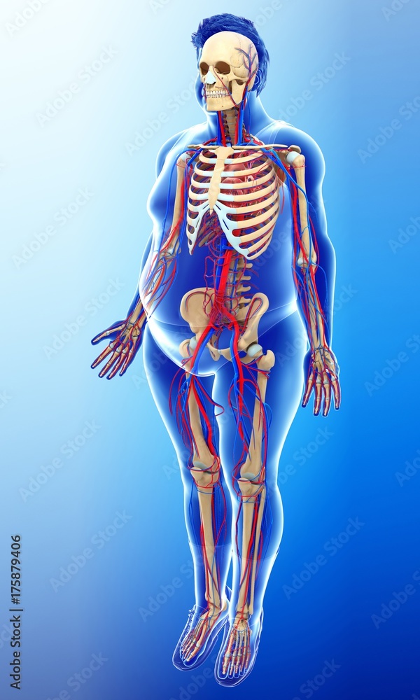 Male circulatory system, illustration Male circulatory system, illustration