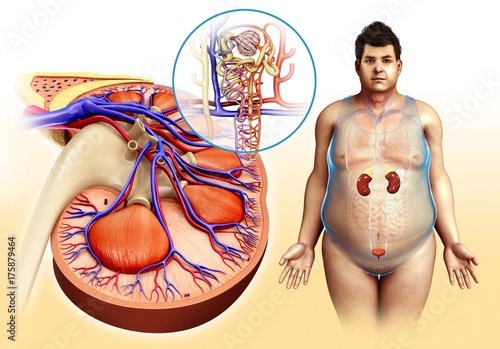 Male kidney and nephron anatomy, illustration photo