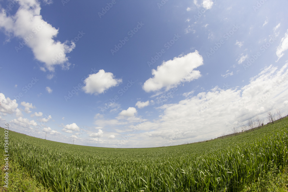 Rural landscape with white and grey clouds and wheat field. Fisheye lens effect
Rural landscape with white and grey clouds and wheat field. Fisheye lens effect