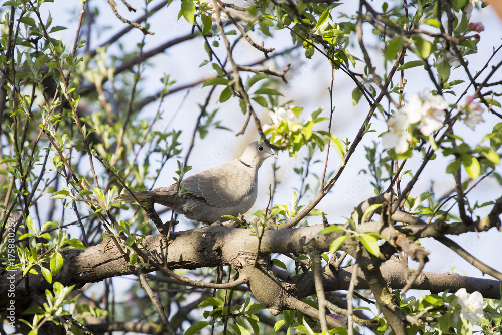 Obraz premium Mourning Doves (Zenaida macroura) on locust tree branch