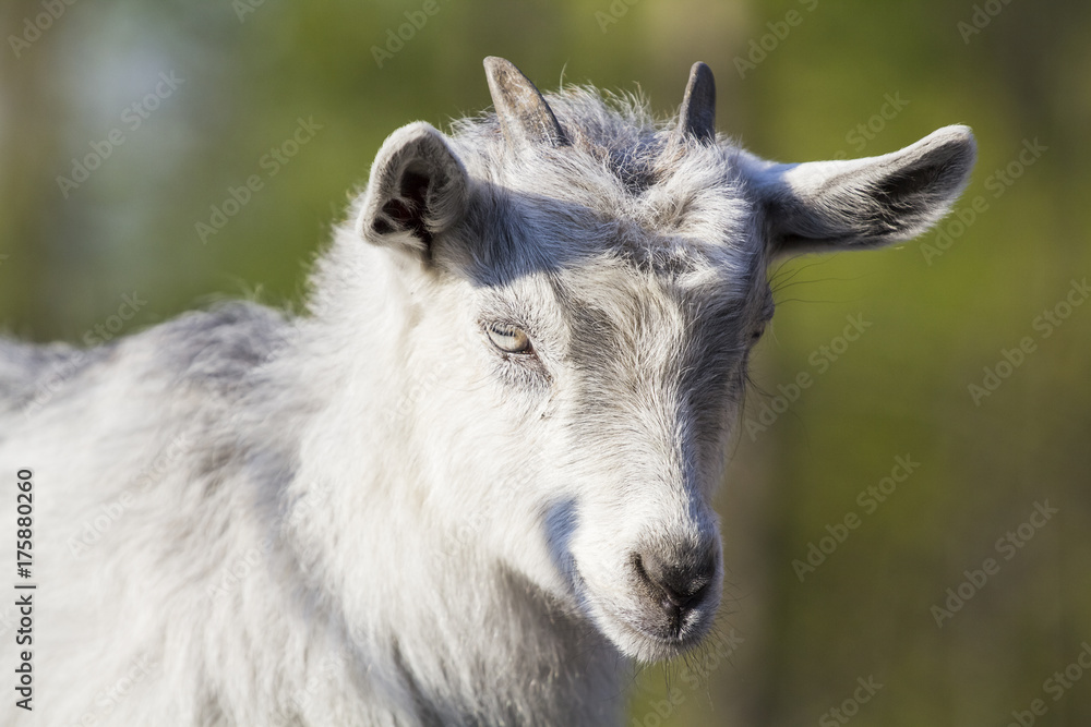 Baby goat portrait with green background Baby goat portrait with green background