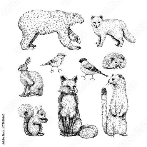Animals sketch line drawings set on white background with hare, hedgehog, arctic fox, squirrel, ermine, bear, fox and birds