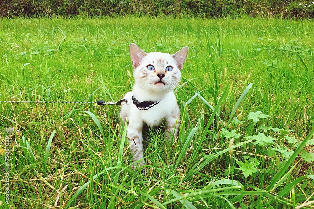 faccina buffa gattino faccina buffa gattino