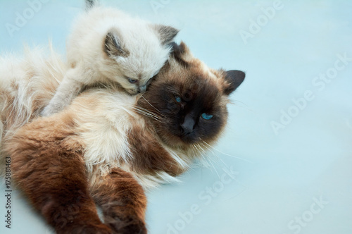 Balinese kitten plays with a Balinese cat on a gray background