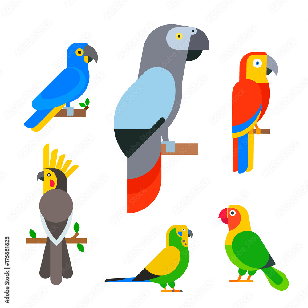 Obraz premium Parrots birds breed species animal nature tropical parakeets education colorful pet vector illustration