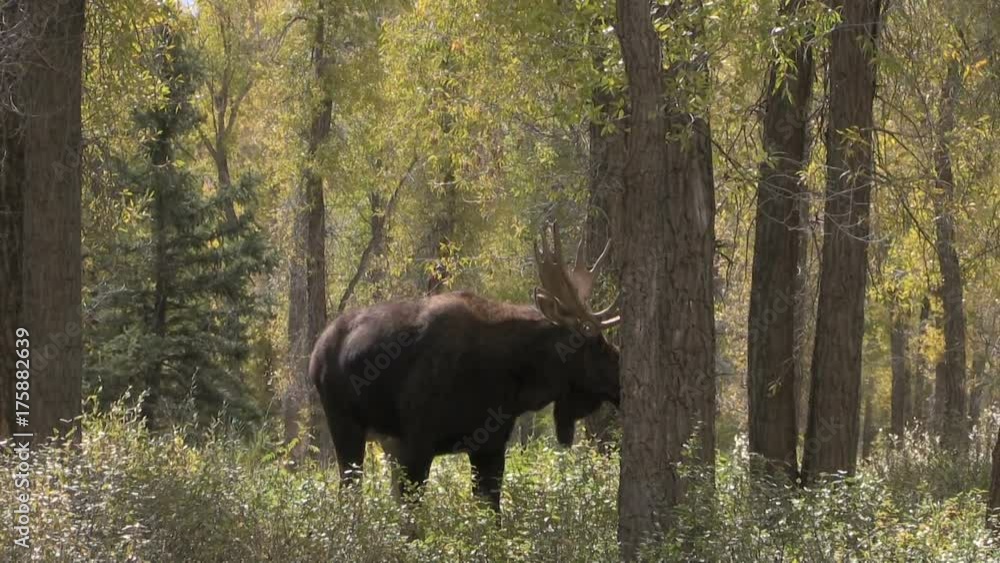 Bull Moose in the Fall Rut Bull Moose in the Fall Rut