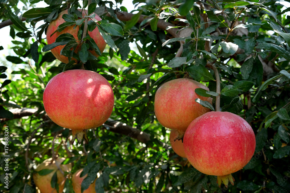 Obraz premium Pomegranates on the tree in the orchard