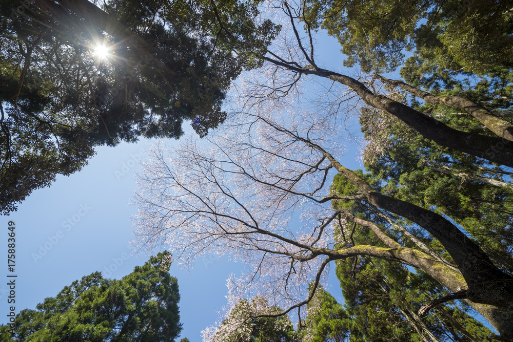 Fototapeta premium 杉林に囲まれた江戸彼岸桜の木と太陽