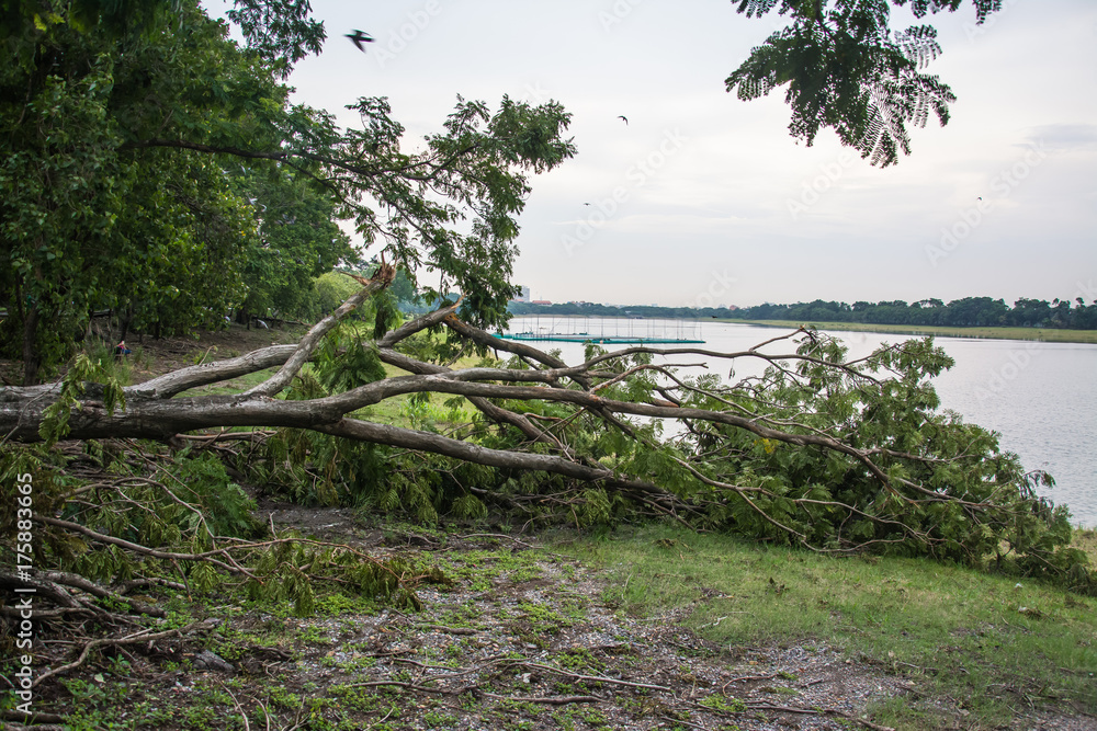 The tree was destroyed by the storm's intensity The tree was destroyed by the storm's intensity