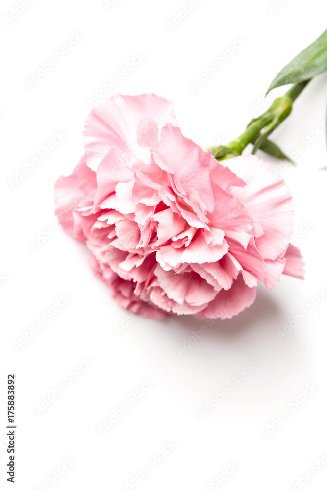 pink carnation flower isolated on white pink carnation flower isolated on white