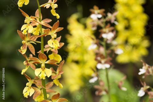 花のボケをバックにエビネの花