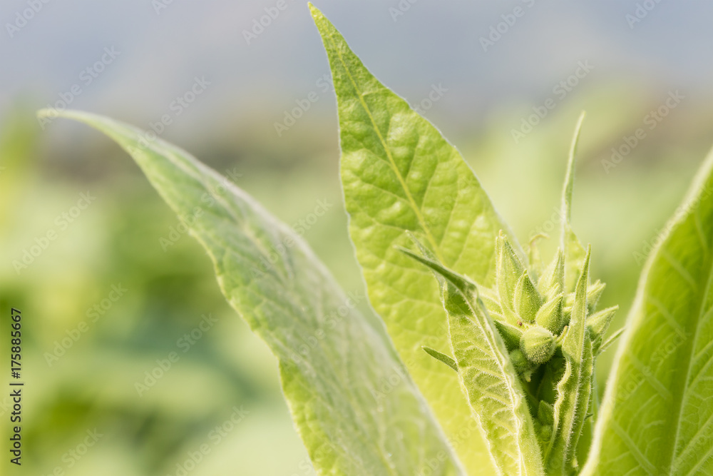 Nicotiana tabacum herbaceous plant Nicotiana tabacum herbaceous plant