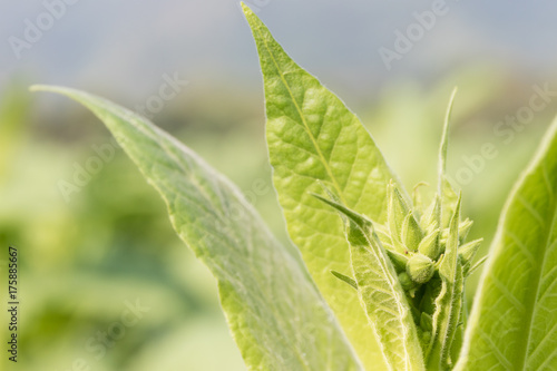 Nicotiana tabacum herbaceous plant