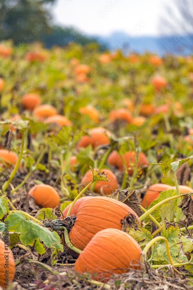 Obraz premium Abundant field of pumpkins ready for harvest and Halloween