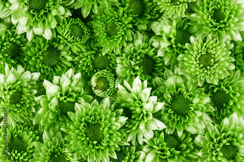 The many fresh green flower as pattern texture background , freshness and relaxing concept