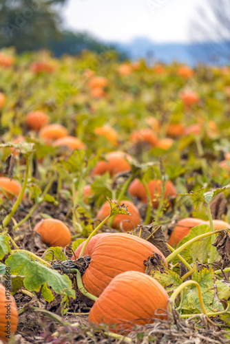 Wallpaper Mural Abundant field of pumpkins ready for harvest and Halloween Torontodigital.ca
