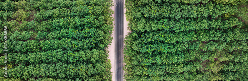 Aerial landscape, the road with forests 