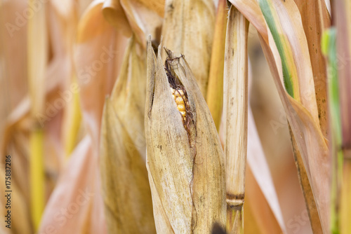 Closeup of fresh ripe corn on stalk, yellow niblets peeking out from silky husk photo