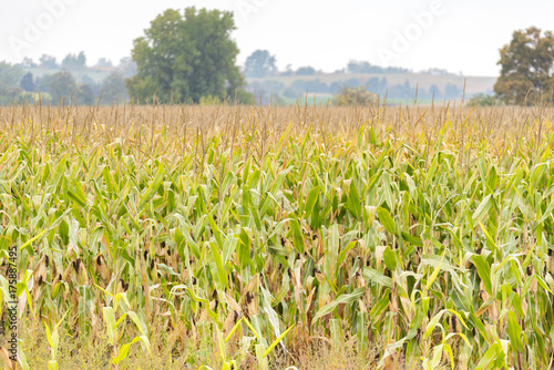 Golden corn field with bountiful crop ready to harvest in autumn