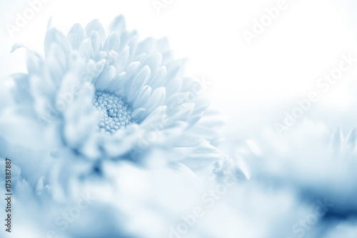 Soft sweet blue flower for love romantic dreamy background , fresh and relax concept