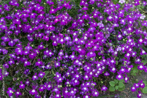 Purple budding and blooming Aubretia plants in springtime.