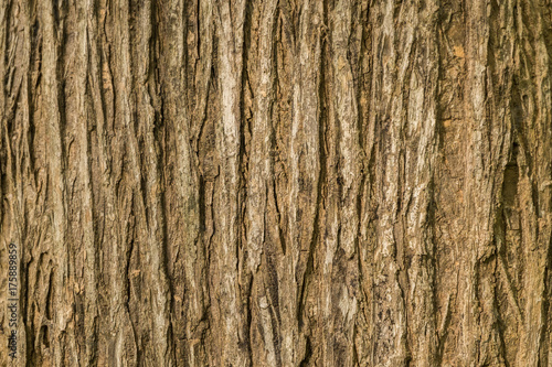 bark of teak wood