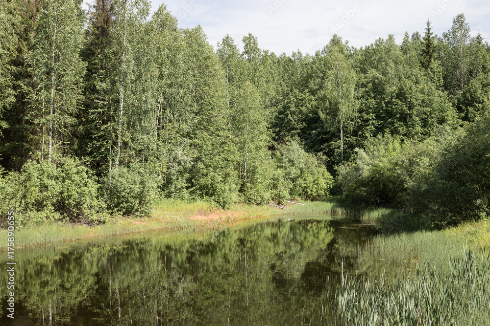 Magical summer swamp deep in the forest.