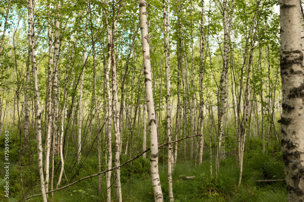 A birch is a thin-leaved deciduous hardwood tree. A birch is a thin-leaved deciduous hardwood tree.