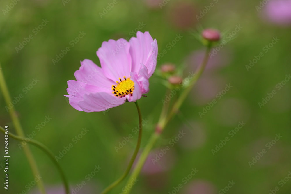 Cosmos Cosmos