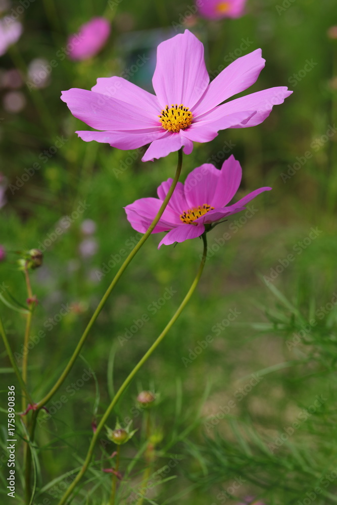 Fototapeta premium Cosmos