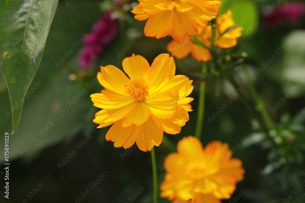 Cosmos Cosmos