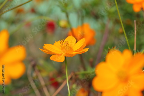 Cosmos  macro 